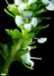 Veronica murrellii. Female flowers, with short stamens and small anthers. Scale = 1 mm.
 Image: P.J. Garnock-Jones © Te Papa CC-BY-NC 3.0 NZ